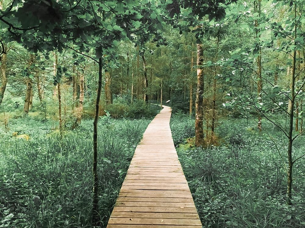 Takas aplink Ilgio ežerą