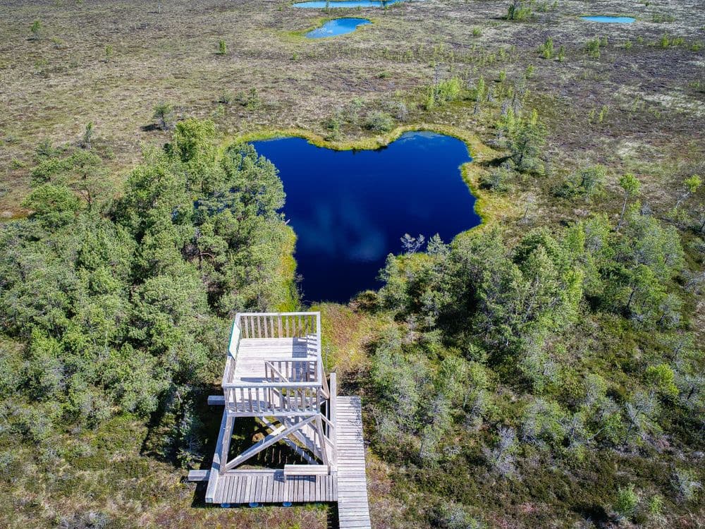 Aukštumalos pažintinis takas #5