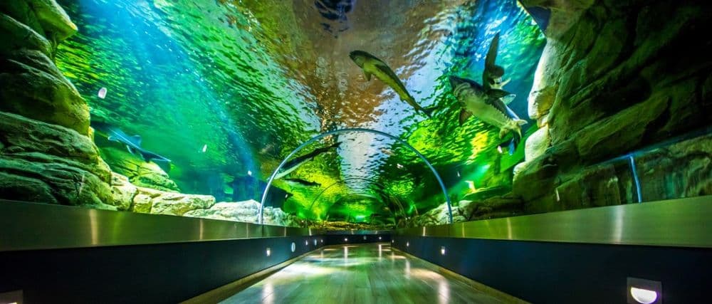 Jūrų muziejus ir delfinariumas