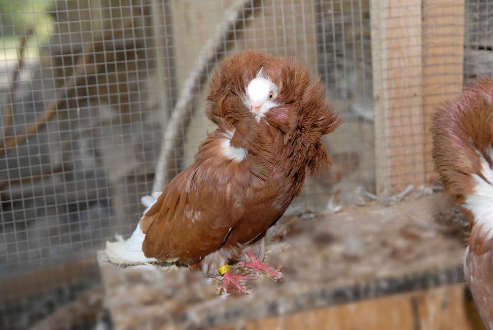 Paukščių kaimas #3