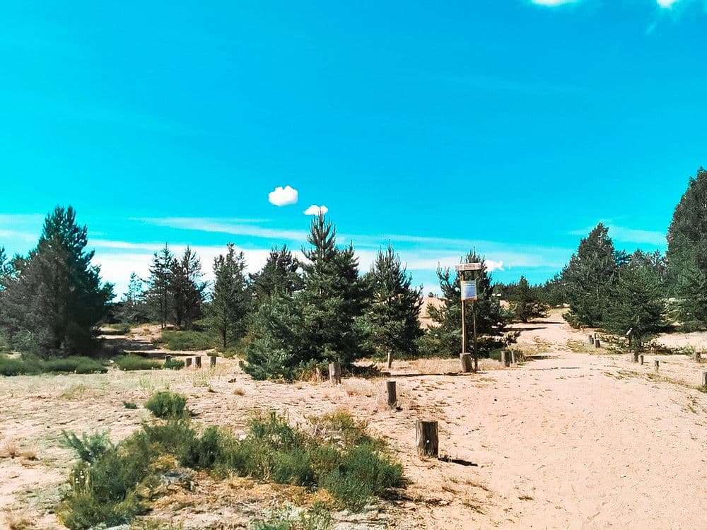 Dumsių miško žemyninė kopa #2