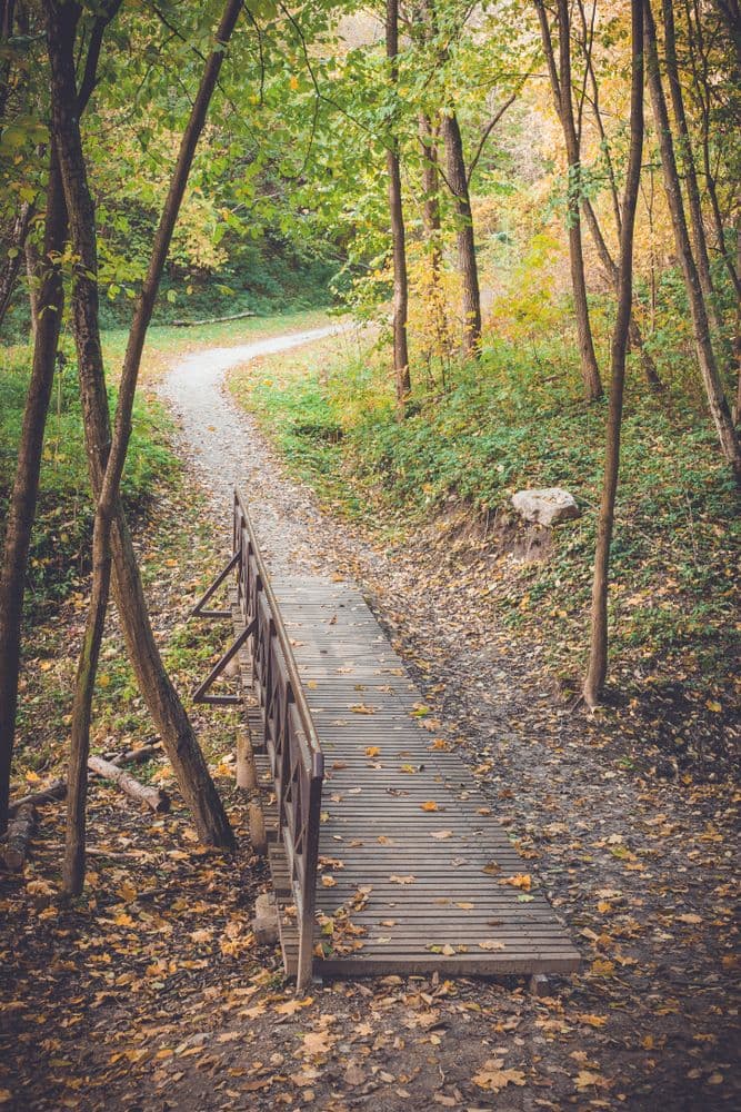 Karoliniškių draustinio pažintiniai takai #4