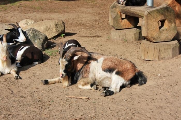 Žvėrinčius (Palangos HBH mini zoo) #3