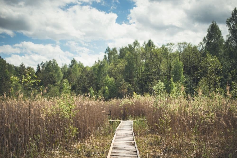 Palūšės Botanikos takas