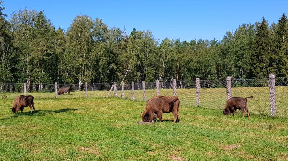 Pašilių stumbrynas #5