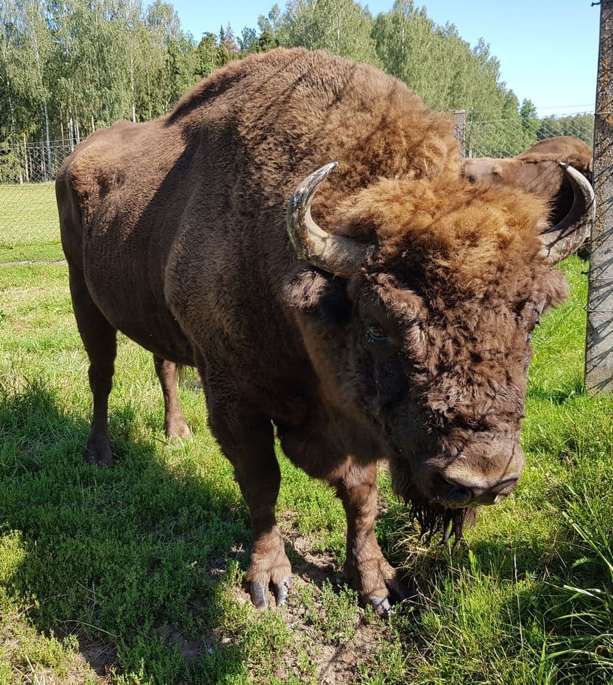 Pašilių stumbrynas #4