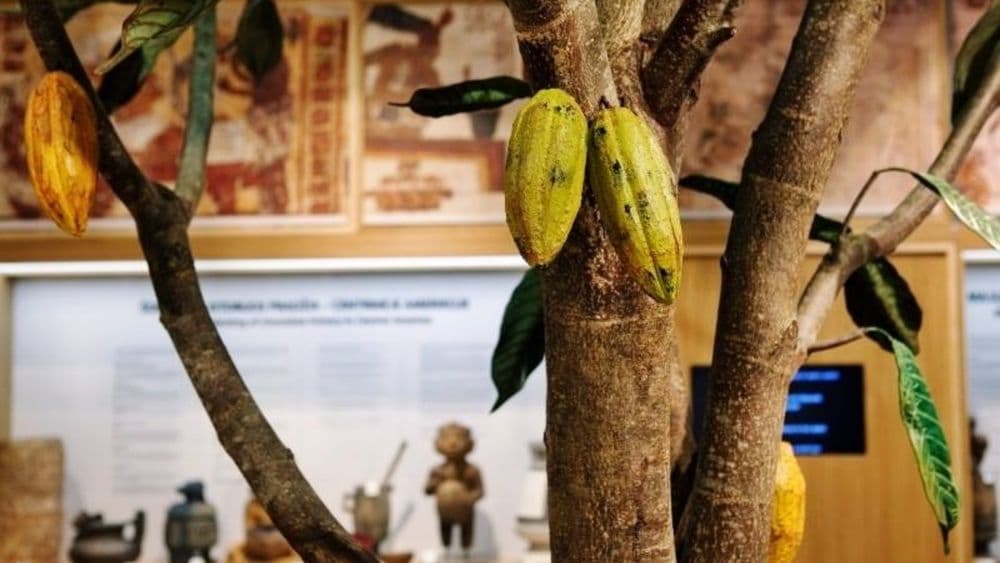 „Rūtos” šokolado muziejus #3