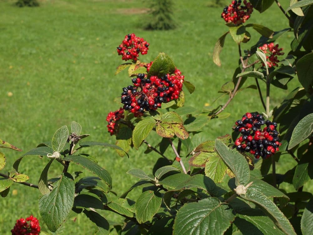 Traupio botanikos daržas #2