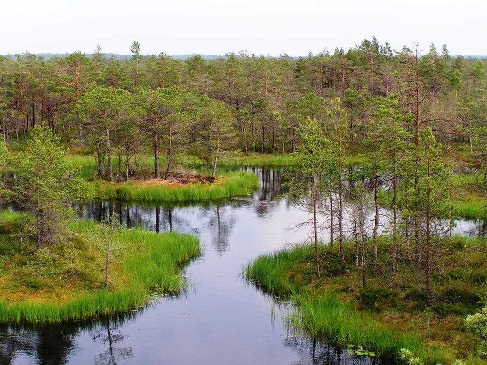 Kamanų mokomasis takas #3