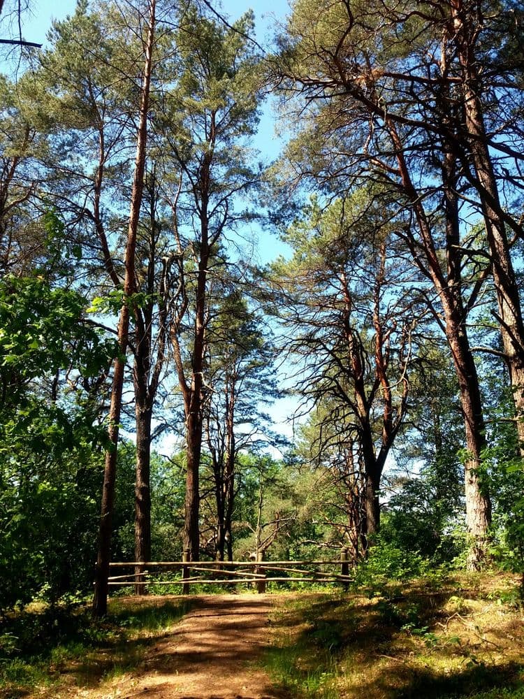 Pažintinis takas "Žodis girios draugui"