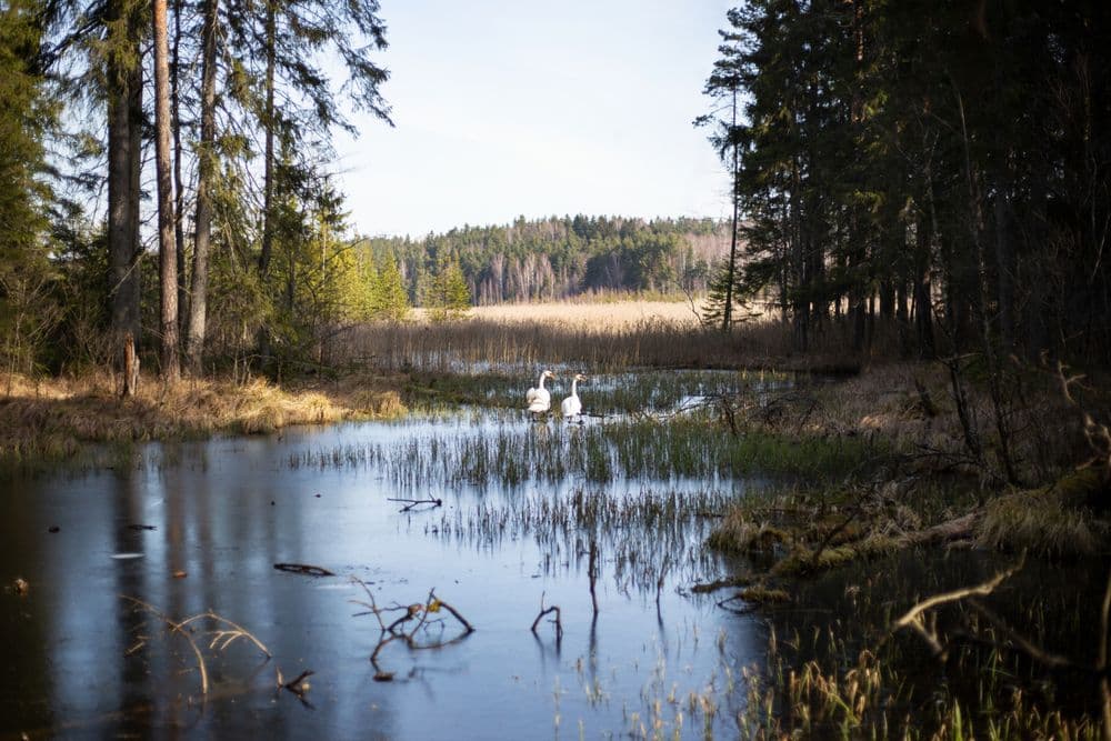 Juodlės pažintinis takas