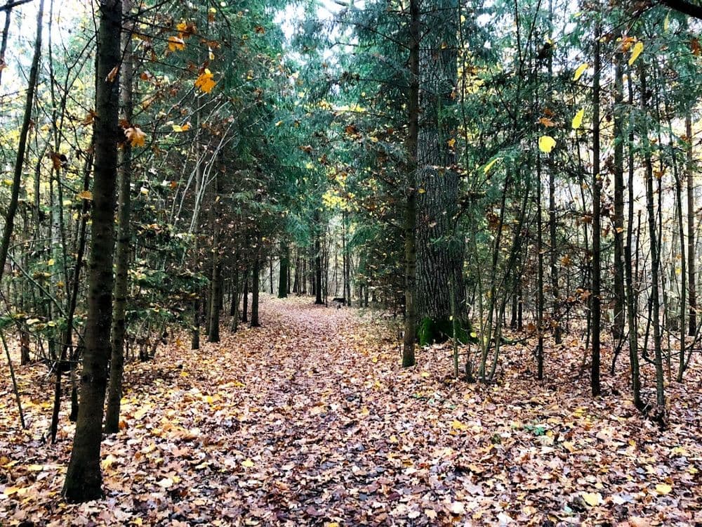 Dūkštų ąžuolyno pažintinis takas #2