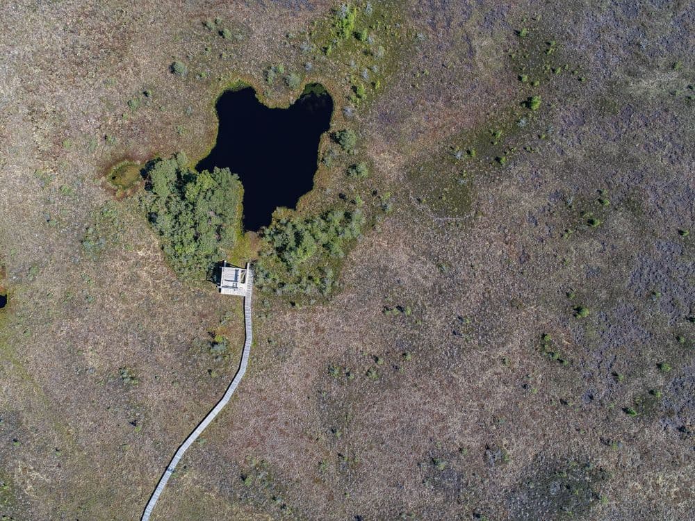 Aukštumalos pažintinis takas #4