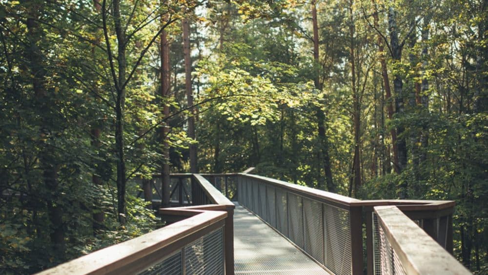 Medžių lajų takas #5