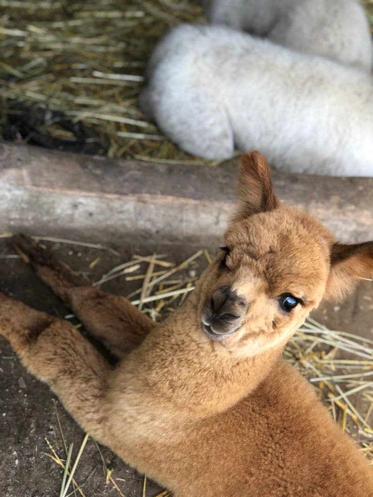 Panevėžio alpakų ūkis #2