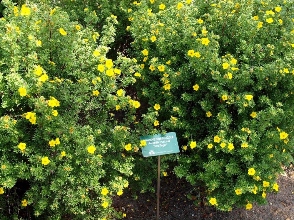 Traupio botanikos daržas