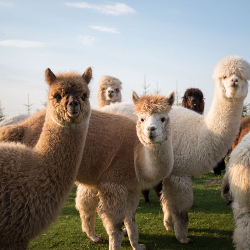 Panevėžio alpakų ūkis #3
