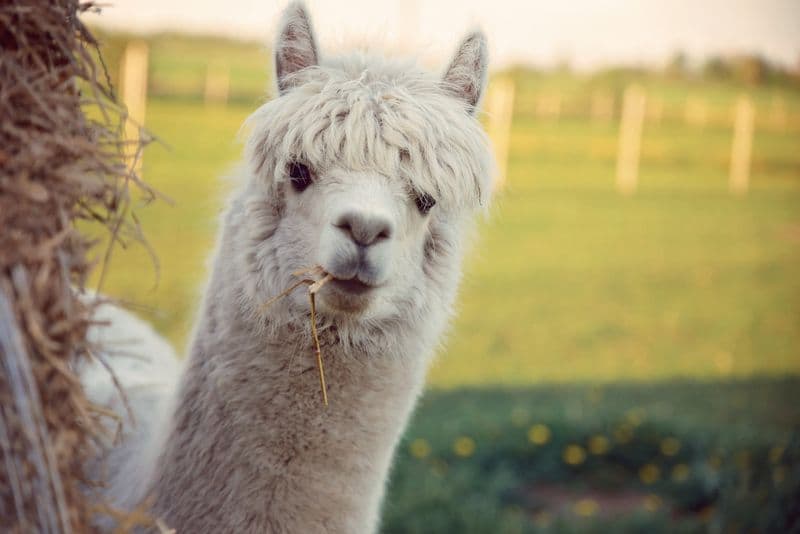 Panevėžio alpakų ūkis