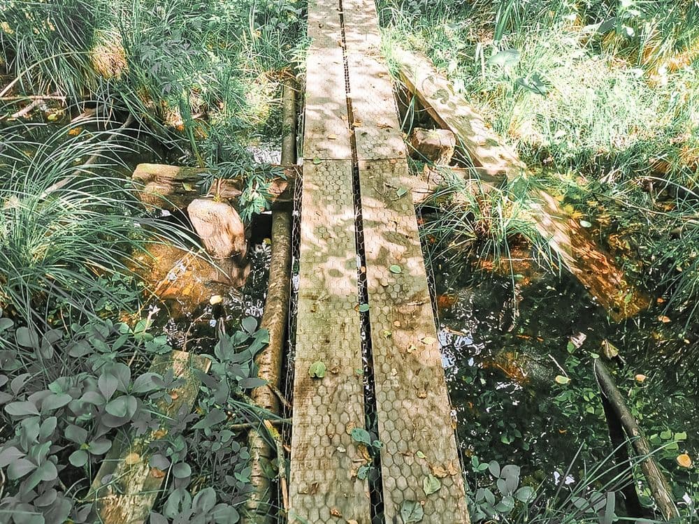 Paršežerio pėsčiųjų pažintinis takas #4