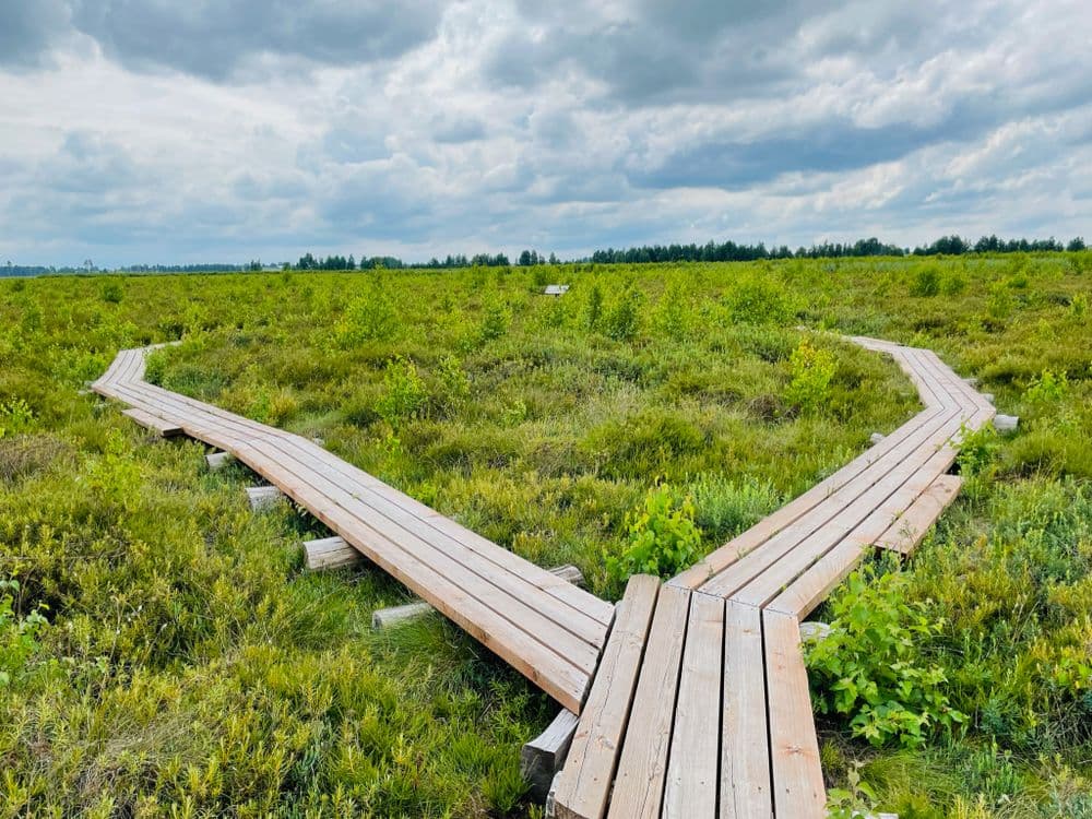 Amalvos pelkės pažintinis takas