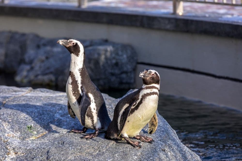 Jūrų muziejus ir delfinariumas #5