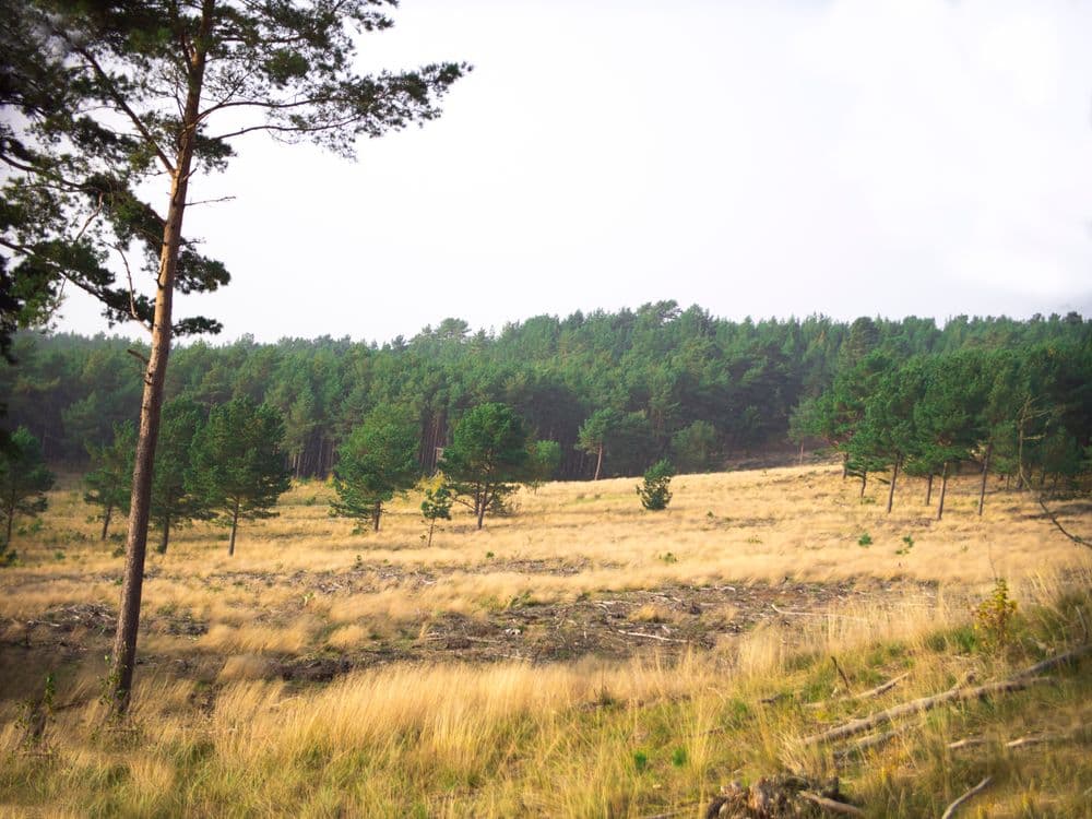 Avino kalnas (Avikalnis) #5