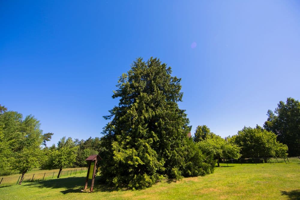 Didžioji Kintų tuja