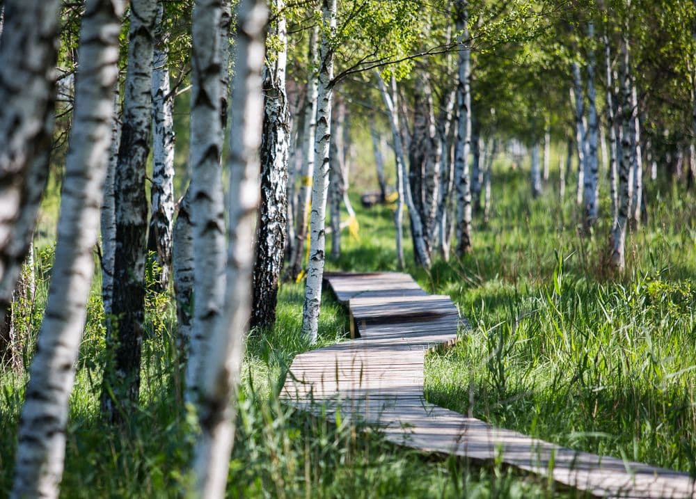 Aukštumalos pažintinis takas