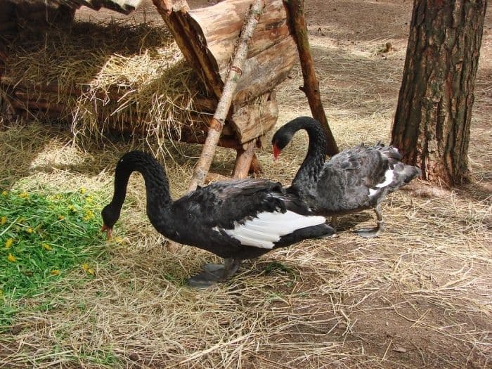 Žvėrinčius (Palangos HBH mini zoo) #2