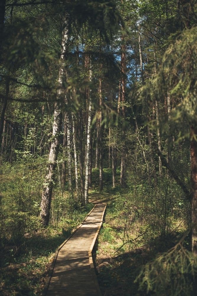 Palūšės Botanikos takas #5