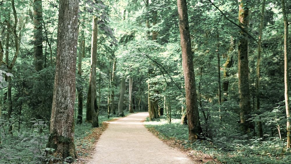 Kamšos draustinio pažintinis takas