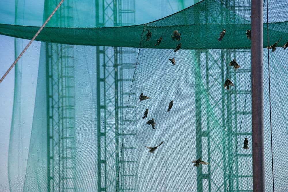 Ventės rago (T. Ivanausko) ornitologinė stotis