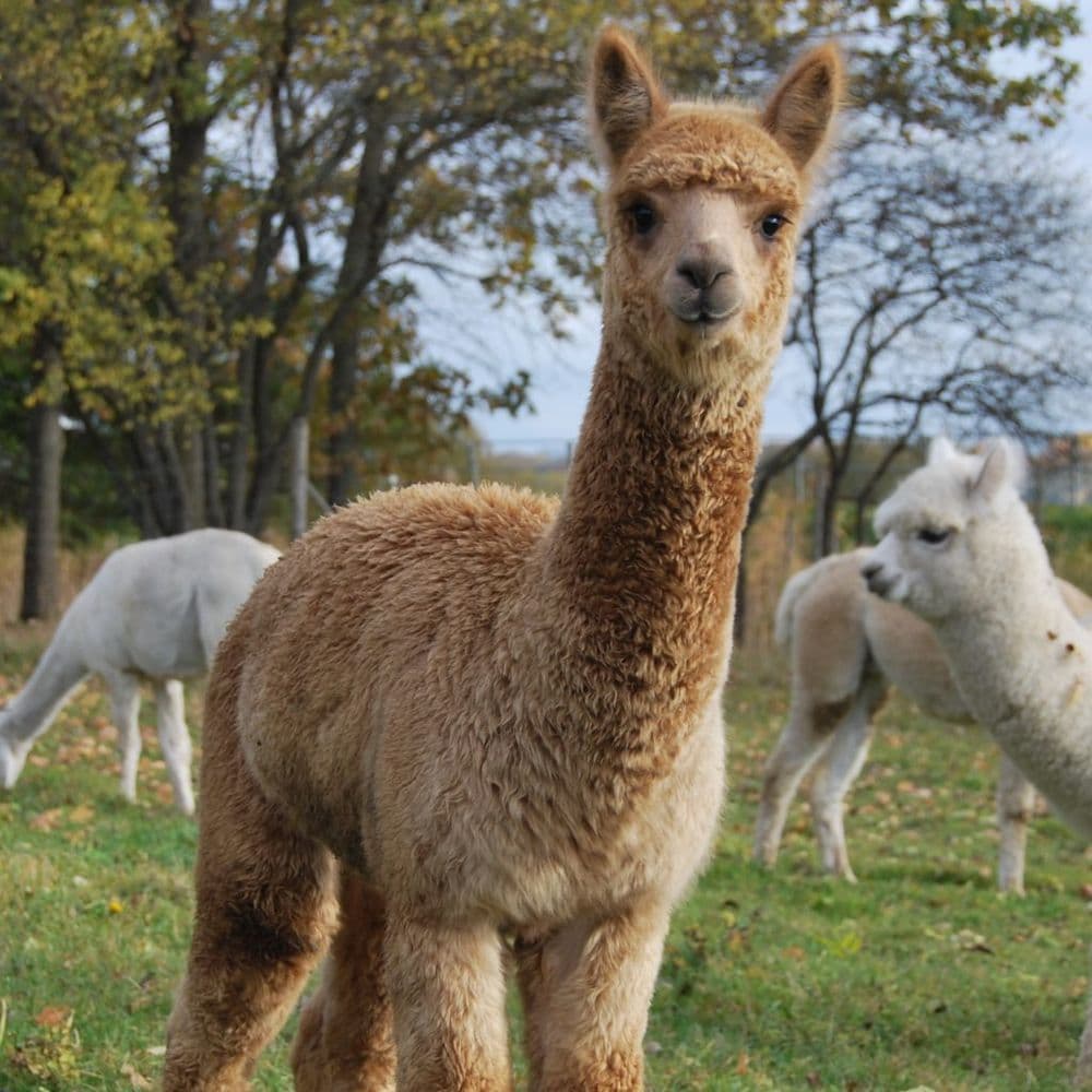Nemuno alpakos #3