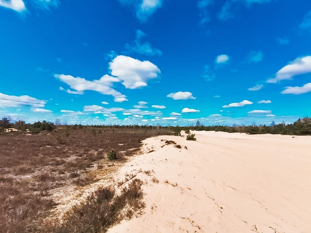 Rūdninkų žemyninė kopa #4