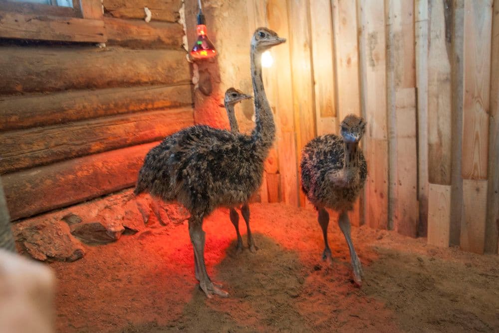 Paukščių kaimas #2