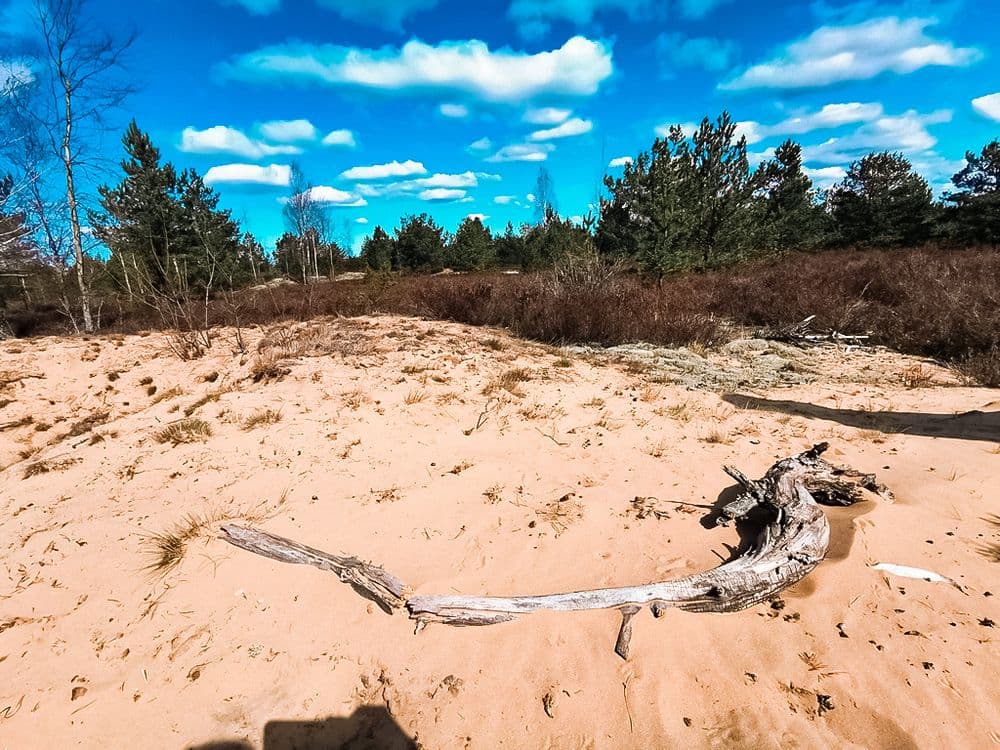 Rūdninkų žemyninė kopa #3