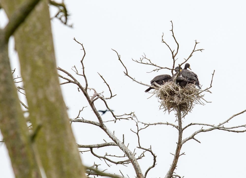 Kormoranų ir garnių perimvietė