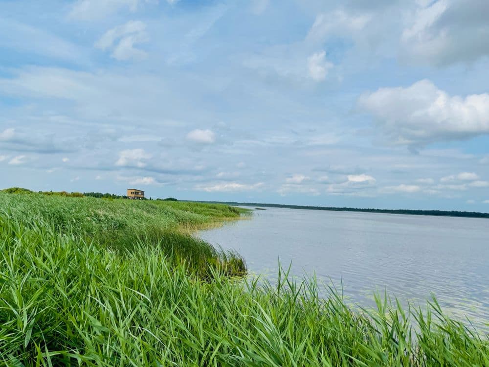 Žuvinto ežero gamtos takas #3