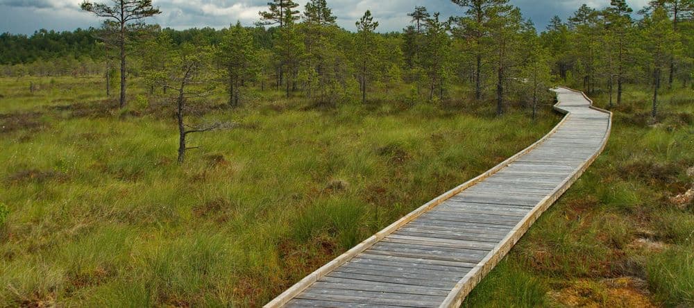 Kamanų mokomasis takas #2