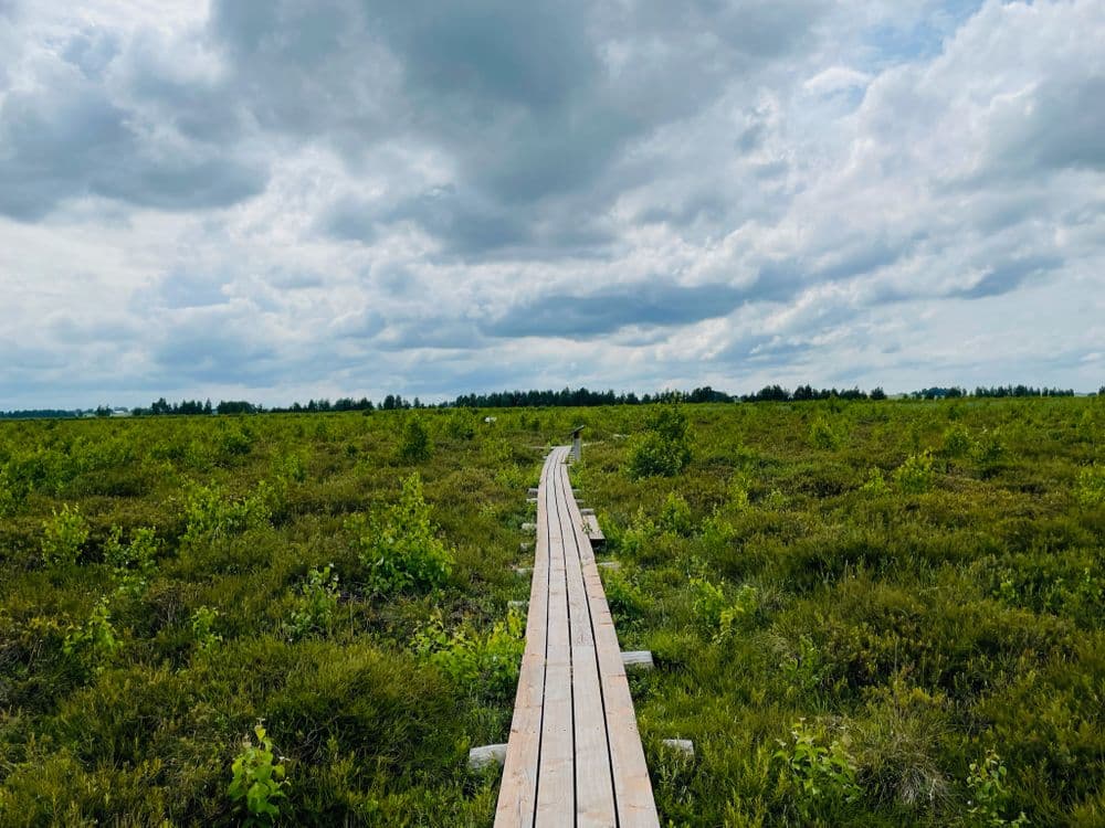 Amalvos pelkės pažintinis takas #4