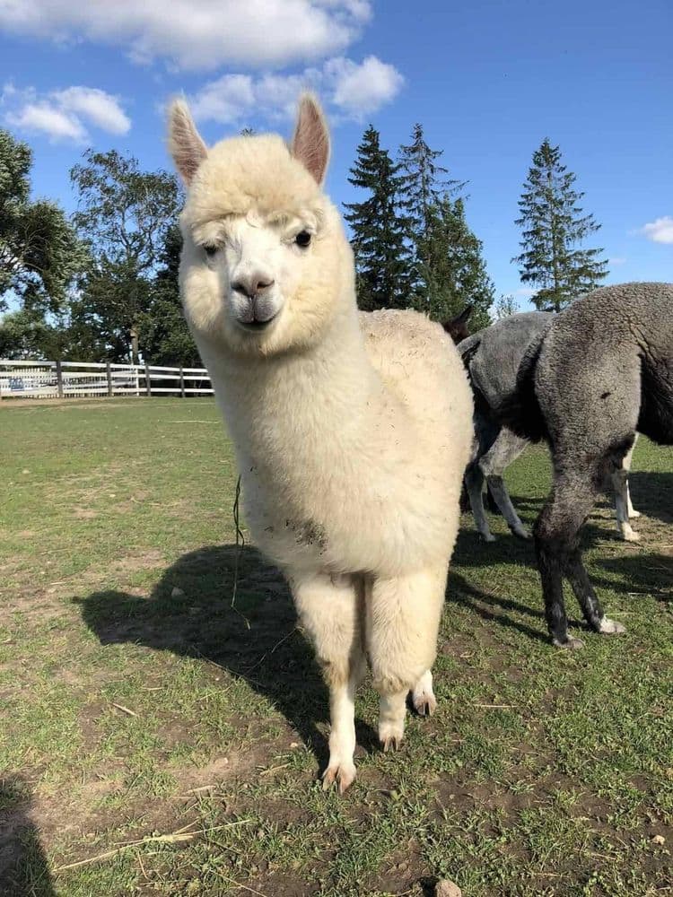 Alpakų auginimas #3