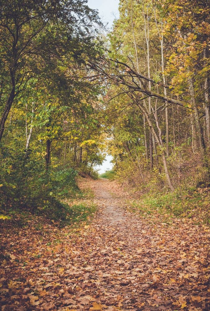 Karoliniškių draustinio pažintiniai takai #2