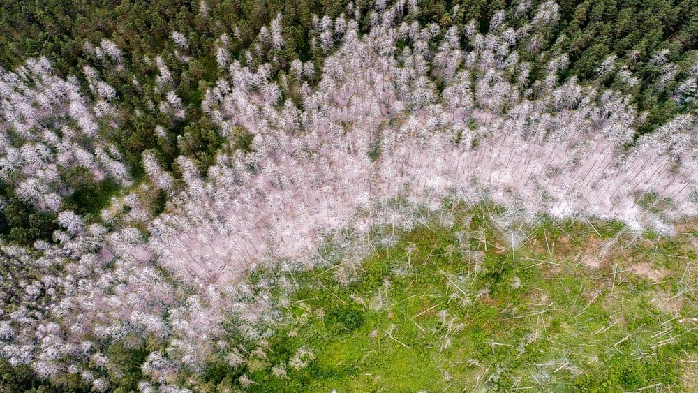 Kormoranų ir garnių perimvietė #3