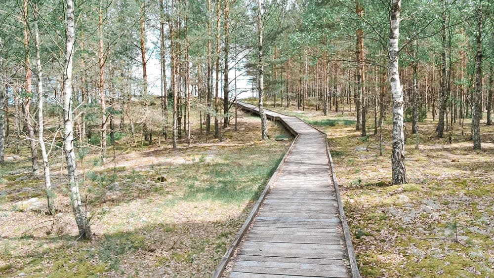 Čepkelių pažintinis takas #3