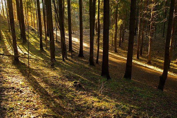 Sapieginės pažintinis takas