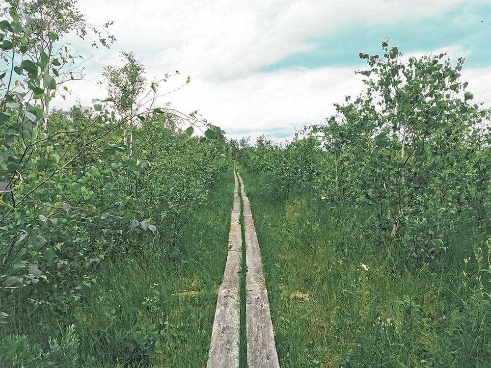 Paršežerio pėsčiųjų pažintinis takas #3