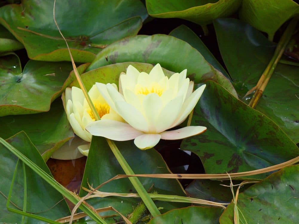 Traupio botanikos daržas #3