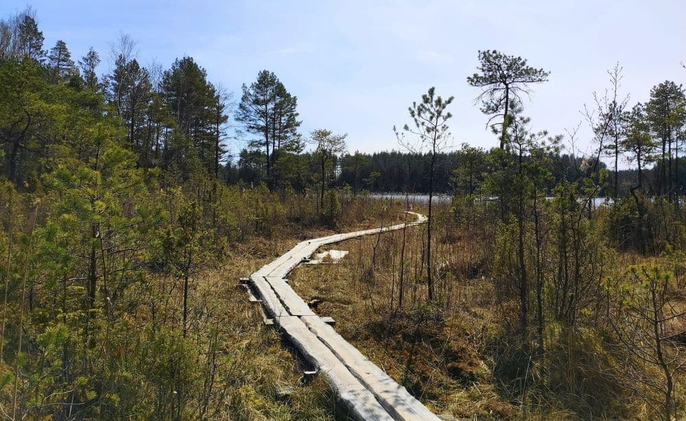 Labanoro girios pažintinis takas