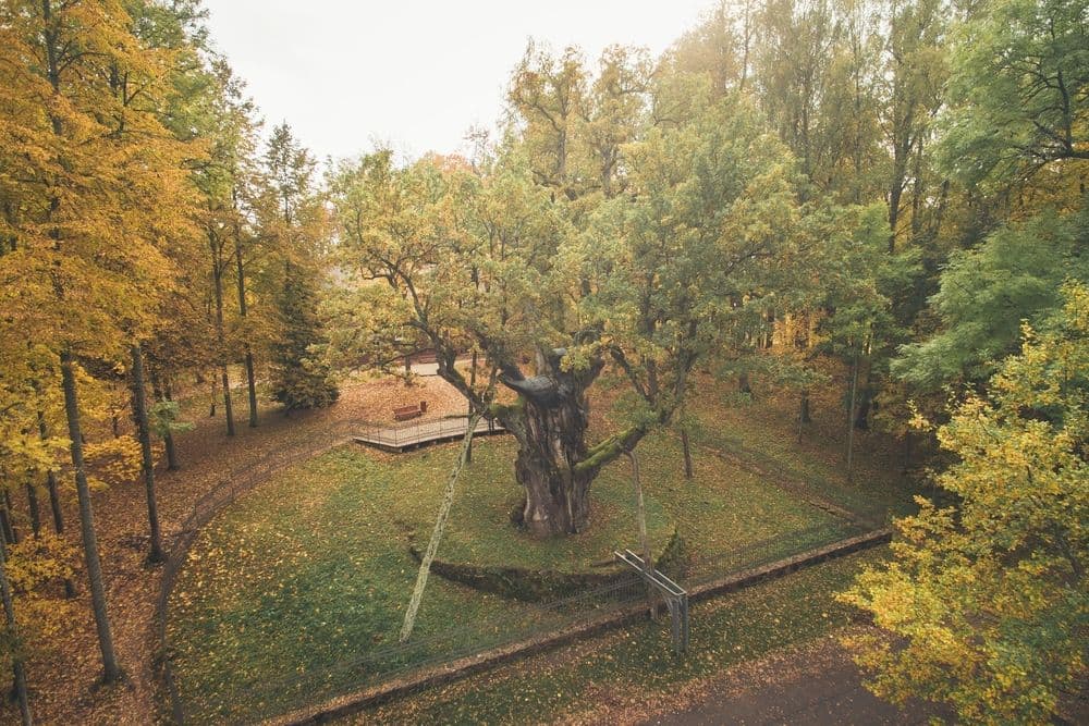 Stelmužės dvarvietė #2
