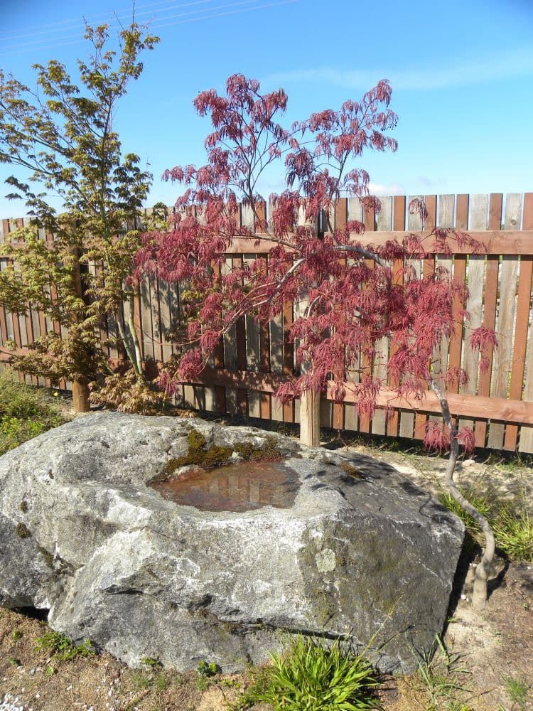 Japoniškas sodas #3